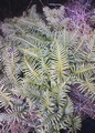 Polypodium cambricum #10.jpg