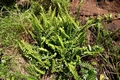 Asplenium marinum C01 .jpg