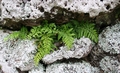 Asplenium obovatum ssp lanceolatum C01 .jpg