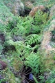Ferns C01 .jpg