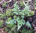 Asplenium adiantum-nigrum #086.jpg