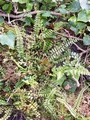 Asplenium azoricum #172.jpg