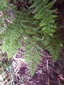 Asplenium billotii #107.jpg