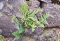 Asplenium billotii #149.jpg