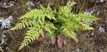 Asplenium species #117.jpg