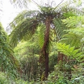 Cyathea cooperi #018.jpg
