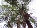 Cyathea cooperi #021.jpg