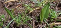Ophioglossum azoricum #058.jpg