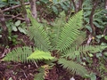 Polystichum setiferum #125.jpg