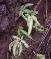 Pteris cretica var. albolineata #079.jpg