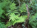 Pteris incompleta #109.jpg