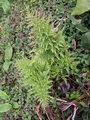 Pteris tremula #083.jpg