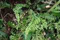 Asplenium azoricum L01 .jpg