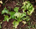 Asplenium hemionitis L01 .jpg