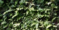 Asplenium scolopendrium L02 .jpg