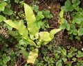 Asplenium scolopendrium L03 .jpg