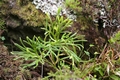 Diphasiastrum madeirense L01 .jpg