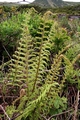 dryopteris affinis L01 .jpg