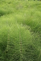 Equisetum telmateia L01 .jpg