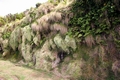 Moss L01 .jpg