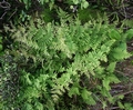 Osmunda regalis L01 .jpg