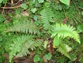 Polystichum setiferum L01 .jpg