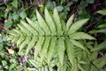 Pteris incompleta L02 .jpg