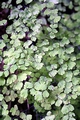 Adiantum capillus-veneris #01.jpg