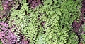 Adiantum capillus-veneris #03.jpg