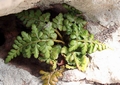 Asplenium balearicum #03.jpg