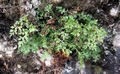 Asplenium ruta-muraria #01.jpg