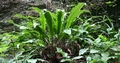 Asplenium scolopendrium #04.jpg