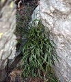 Asplenium septentrionale #01.jpg