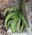 Asplenium trichomanes #01.jpg