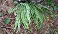 Asplenium viride #01.jpg