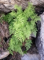 Cryptogramma crispa #01.jpg