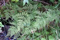 Cystopteris montana #01.jpg