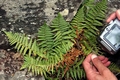 Dryopteris tyrrhena #02.jpg