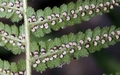 Dryopteris tyrrhena #04.jpg