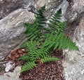 Dryopteris tyrrhena #05.jpg