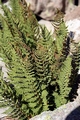 Dryopteris villarii #01.jpg