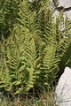 Dryopteris villarii #04.jpg