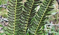 Polystichum lonchitis #05.jpg