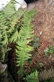 Polystichum x illyricum #01.jpg