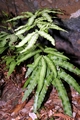 Pteris cretica #03.jpg