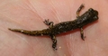 salamander #02.jpg