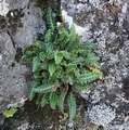Asplenium octoploideum #03.jpg