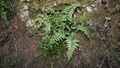 Asplenium terorense #01.jpg