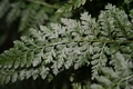 Asplenium terorense #02.jpg