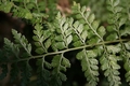 Asplenium terorense #04.jpg